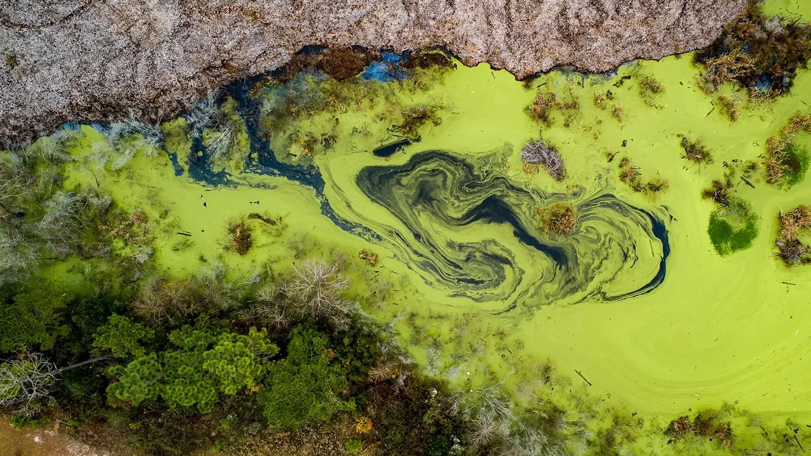 Polluted water